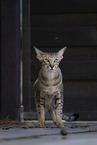 Oriental Shorthair