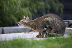 Oriental Shorthair