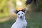 Oriental Shorthair