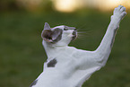 Oriental Shorthair