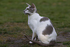 Oriental Shorthair