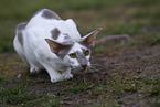 Oriental Shorthair