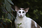 Oriental Shorthair