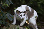 Oriental Shorthair