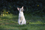 Oriental Shorthair