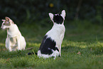 Oriental Shorthairs