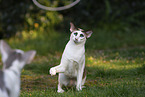 Oriental Shorthairs