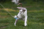 Oriental Shorthair