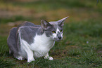 Oriental Shorthair