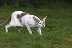 Oriental Shorthair