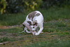 Oriental Shorthair