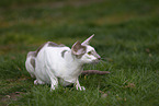 Oriental Shorthair