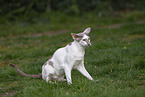 Oriental Shorthair