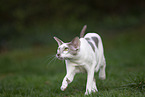 Oriental Shorthair