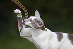 Oriental Shorthair