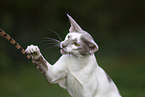 Oriental Shorthair