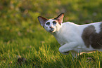 Oriental Shorthair