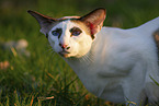 Oriental Shorthair