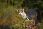 Oriental Shorthair