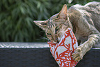 Oriental Shorthair