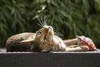 Oriental Shorthair