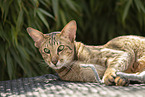 Oriental Shorthair