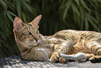 Oriental Shorthair