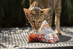 Oriental Shorthair