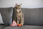 Oriental Shorthair