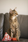 Oriental Shorthair