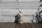 Oriental Shorthair