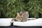 Oriental Shorthair