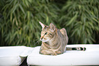 Oriental Shorthair