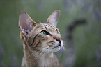 Oriental Shorthair