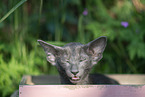 Oriental Shorthair Kitten