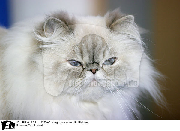 Persian Cat Portrait / RR-01321