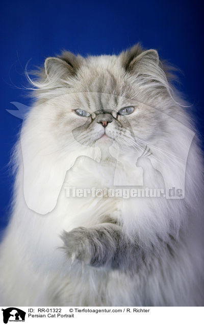 Persian Cat Portrait / RR-01322
