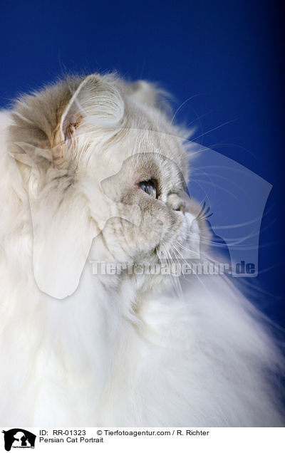 Perserkatze / Persian Cat Portrait / RR-01323