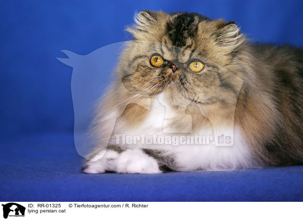 liegende Perserkatze / lying persian cat / RR-01325