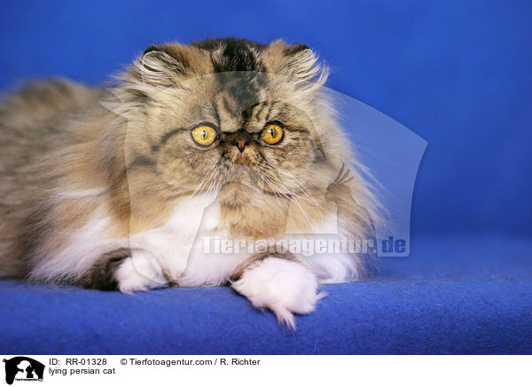liegende Perserkatze / lying persian cat / RR-01328