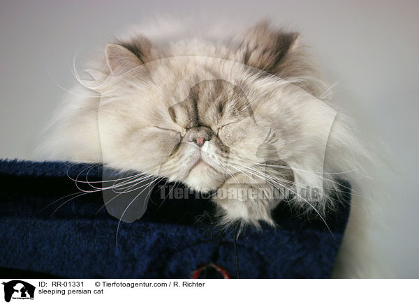 schlafende Perserkatze / sleeping persian cat / RR-01331