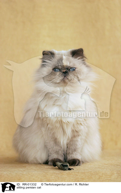 sitzende Perserkatze / sitting persian cat / RR-01332