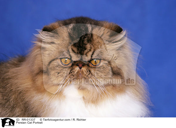 Perserkatze / Persian Cat Portrait / RR-01337