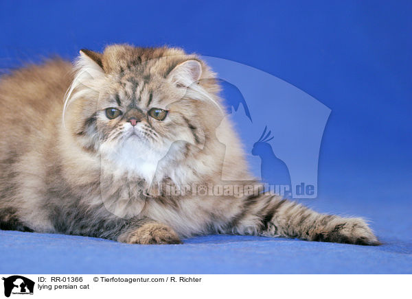 liegende Perserkatze / lying persian cat / RR-01366