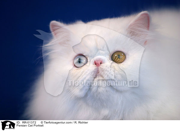 Perserkatze / Persian Cat Portrait / RR-01372