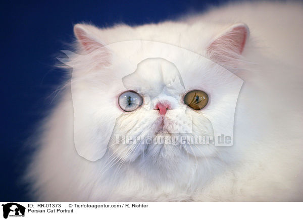 Persian Cat Portrait / RR-01373