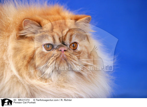 Perserkatze / Persian Cat Portrait / RR-01374