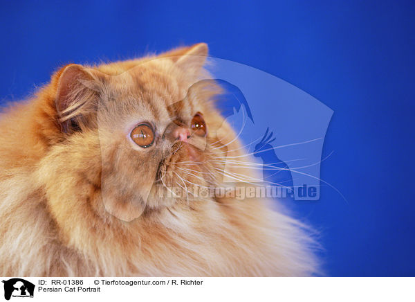 Perserkatze / Persian Cat Portrait / RR-01386