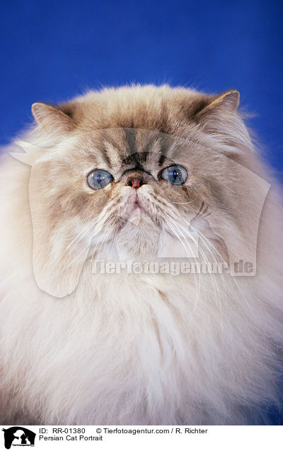 Perserkatze / Persian Cat Portrait / RR-01380