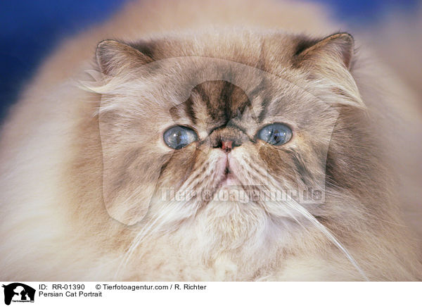 Perserkatze / Persian Cat Portrait / RR-01390